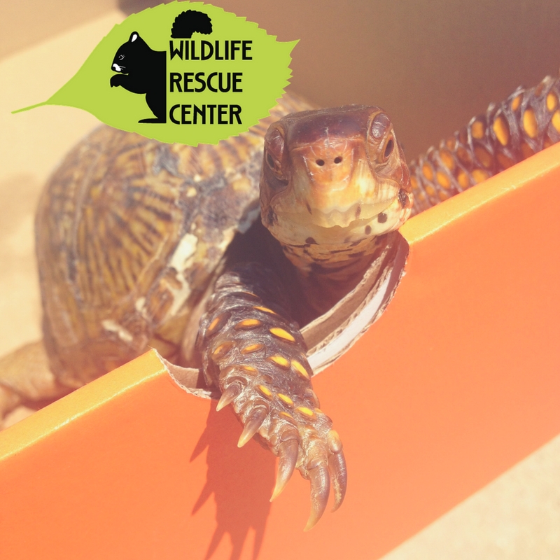 United Way of Greater St. Louis | Partner | Wildlife Rescue Center